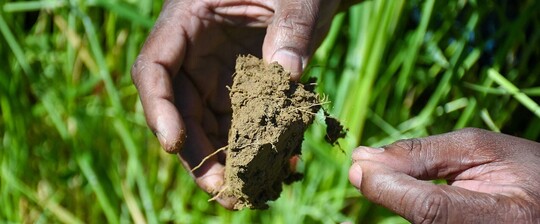 Photo of African American hands holding soil