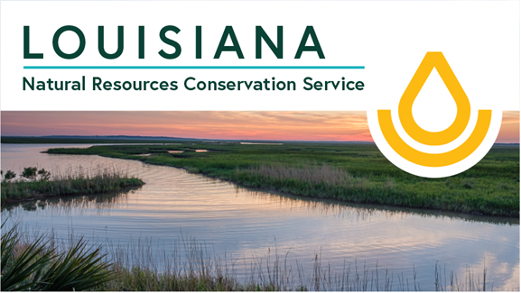 LA Conservation Update Header Pic of wetlands