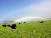 Happy Cows of Hawaii