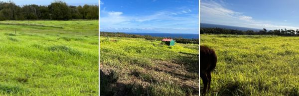 Grazing areas in 2022.