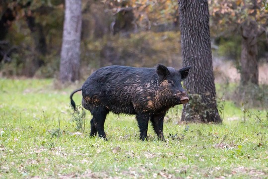 Muddy Feral Swine Boar_NRCS photo