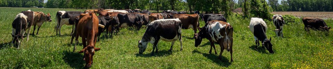 Dairy Cattle