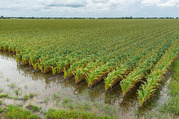 Flooded Corn field