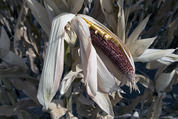 corn_drought