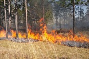 Fire in pine forest