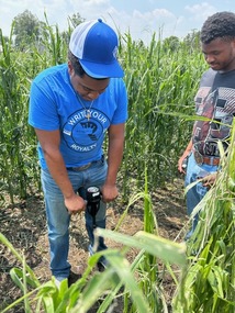 Visiting students in a Michigan-NRCS partnership agreement test for soil compaction in a corn field in SE Michigan.