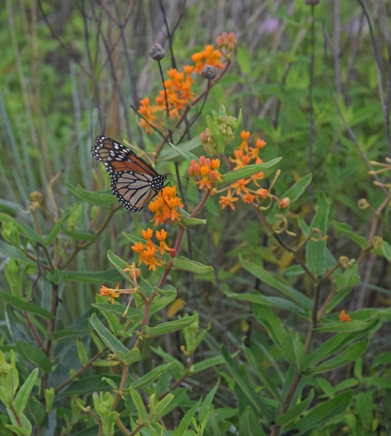 Monarch butterfly on a milkweed plant on a pollinator planting in Jackson County.