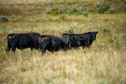 three cattle in pasture