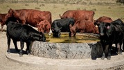 cattle at water tank