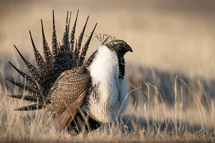Greater Sage-Grouse, Jeremy Roberts