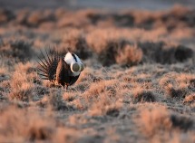 Greater Sage-Grouse, Tom Koerner of USFWS