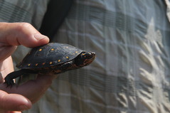 Spotted Turtle, USFWS