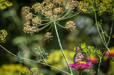 Monarch Butterfly, USDA
