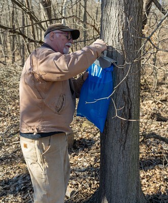flickr maple tapping