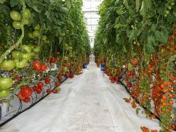 tomatoes growing in controlled environment