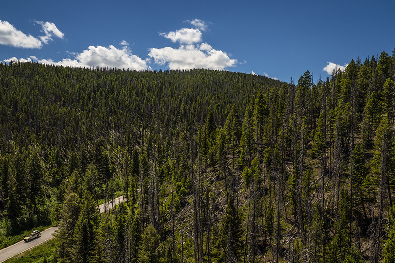 photo of a forest