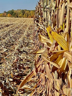 field of corn ready for harvest