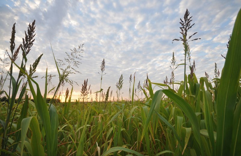 cover crop sunrise