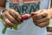 radish