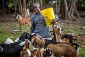 man with goats