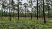 FL-Prescribed-Burn-Forestry-Monticello-FO-NRCS