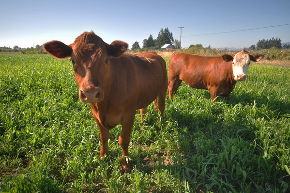 photo of two cows