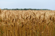 Almost ripe winter wheat