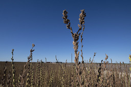 Sesame Harvest