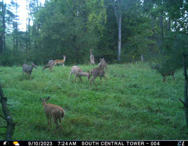 A trail cam photo from the Jones property shows deer utilizing one of the forest opening food plots they created.