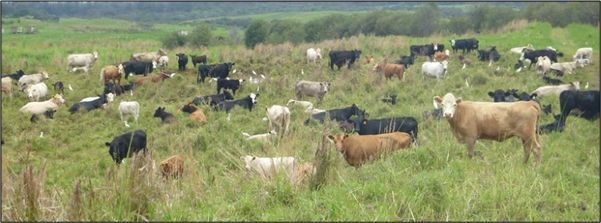 Cattle on a pasture.