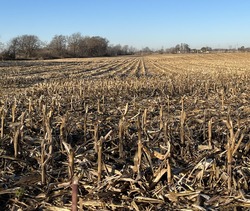 Field of Harvested Corn