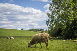 Picture of a Sheep in a Field