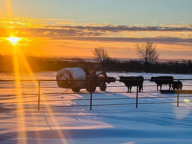 Feeding Cattle in Snow