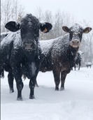 Winter snow freezing cattle