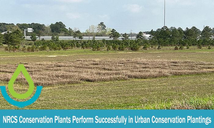 This is an image of test plots of USDA-NRCS and TNS native plant releases in a retention pond in Harris County, Texas