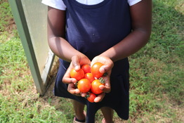 girl holding tomatoes