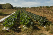 Field of greens