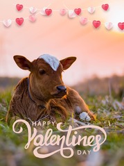 Valentines Calf
