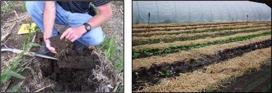 Soil Health