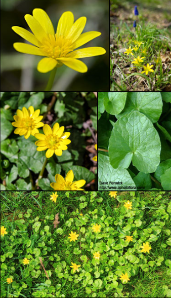 Images to identify Lesser Celandine including leaves and flowers.