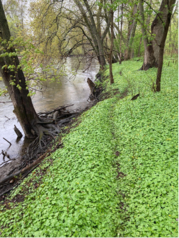 Riverbank in Eaton County infested with Lesser Celandine.