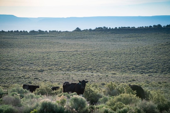 SagebrushWithCattle-PhotoCreditJeremyRoberts,SageGrouseInitiative