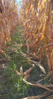 Aerially applied cover crops growing between rows of corn prior to harvest in Lenawee County.