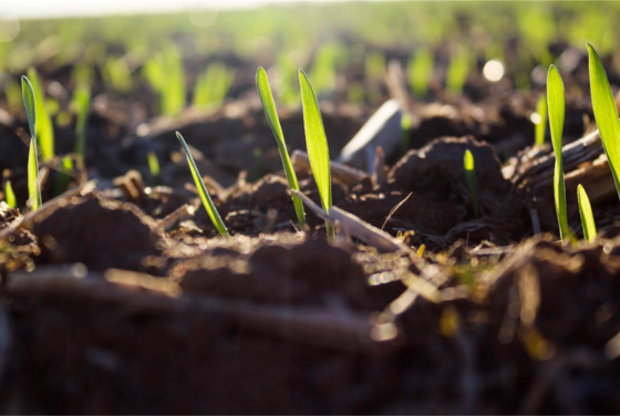 spring barley field Goshen Co Wyoming