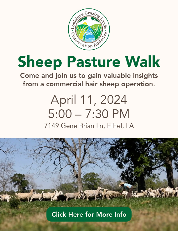 LGLCI Sheep Pasture Walk