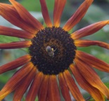 Bee on a flower