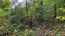 Area of the Tall Tree Sanctuary before the removal of autumn olive and other invasive plants