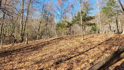 Area of Tall Tree Sanctuary after removal of invasive plants.