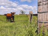 Cow with fence