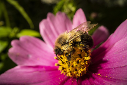 Beeo on flower